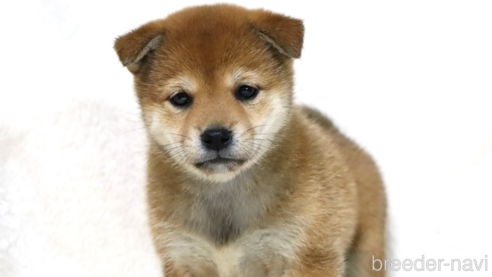 成約済の滋賀県の柴犬-311553の5枚目
