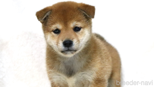 販売中の滋賀県の柴犬-311553の5枚目