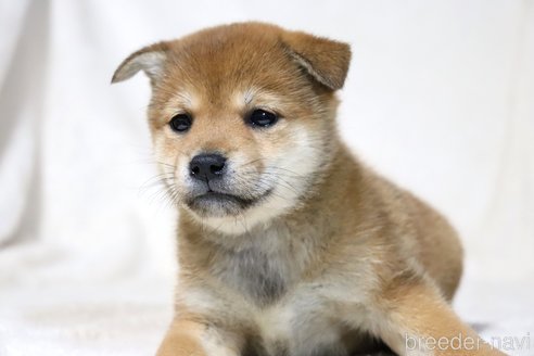 成約済の滋賀県の柴犬-311553の4枚目