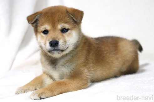 成約済の滋賀県の柴犬-311553の3枚目