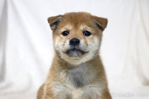 成約済の滋賀県の柴犬-311553の2枚目