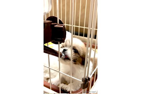 成約済の奈良県のシーズー-314262の6枚目