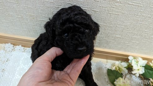 成約済の広島県のトイプードル-311253の84枚目