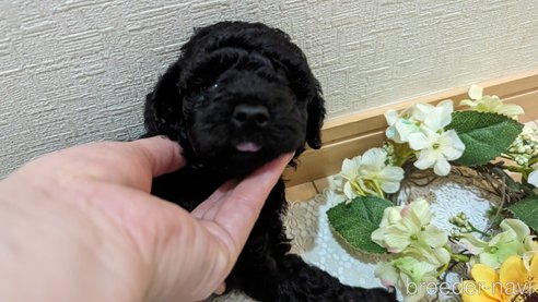 成約済の広島県のトイプードル-311253の82枚目