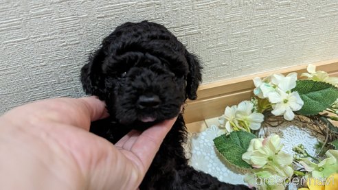 成約済の広島県のトイプードル-311253の81枚目