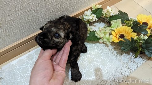 成約済の広島県のトイプードル-313193の5枚目