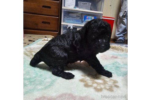 成約済の岡山県のトイプードル-311889の20枚目