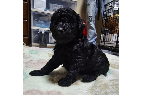 成約済の岡山県のトイプードル-311889の19枚目