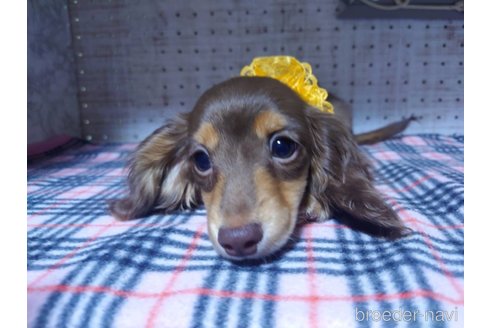 成約済の福岡県のカニンヘンダックスフンド(ロングヘアード)-301551の2枚目