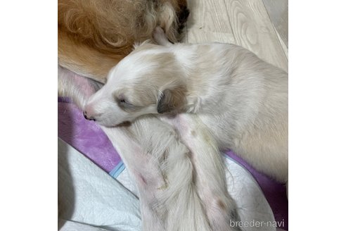 成約済の岡山県のボルゾイ-314296の2枚目
