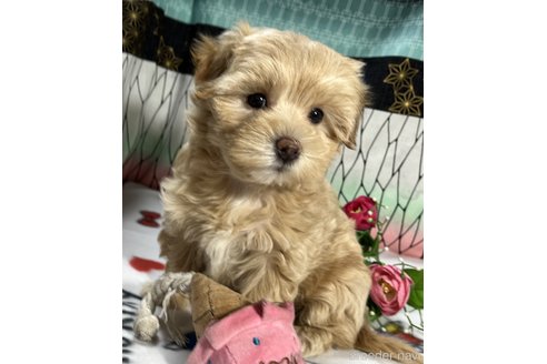 成約済の東京都のミックス犬-312004の5枚目