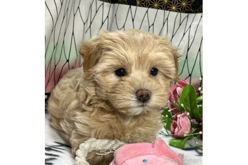 成約済の東京都のミックス犬-312004の4枚目
