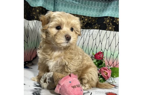 成約済の東京都のミックス犬-312004の2枚目