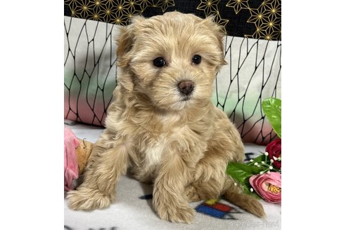 成約済の東京都のミックス犬-312004の1枚目