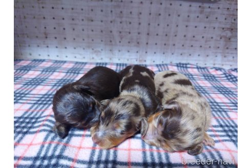 販売中の福岡県のカニンヘンダックスフンド(ロングヘアード)-314303の10枚目