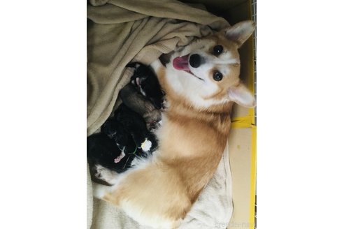 成約済の熊本県のウェルシュコーギーペンブローク-313081の6枚目