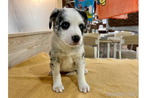 成約済の長野県のボーダーコリー-314320の4枚目