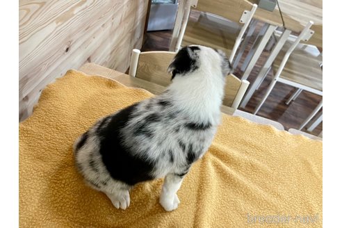 成約済の長野県のボーダーコリー-314320の5枚目