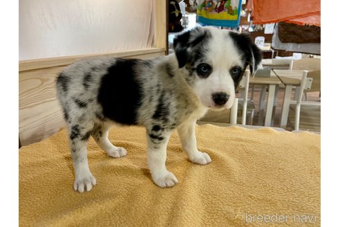 成約済の長野県のボーダーコリー-314320の2枚目