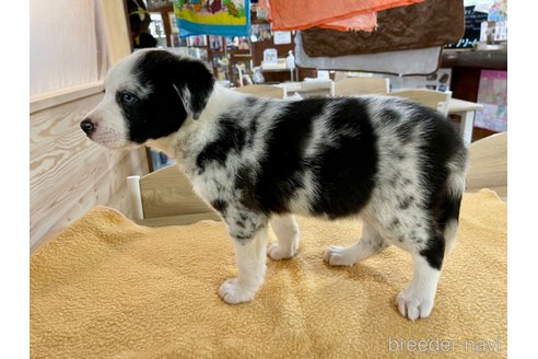 成約済の長野県のボーダーコリー-314320の3枚目