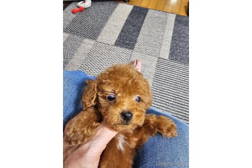 成約済の埼玉県のタイニープードル-314322の5枚目