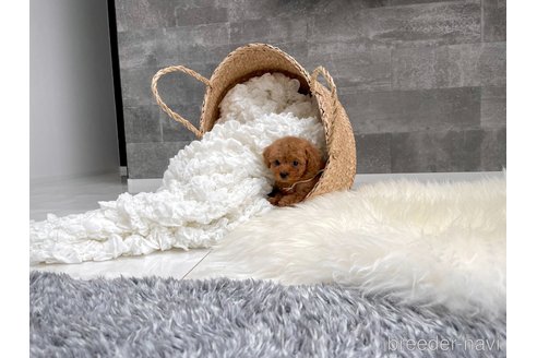 成約済の滋賀県のティーカッププードル-314338の5枚目