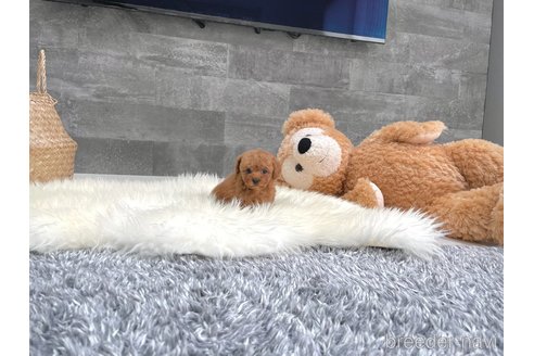 成約済の滋賀県のティーカッププードル-314338の2枚目
