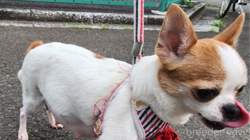 チェリちゃん1枚目