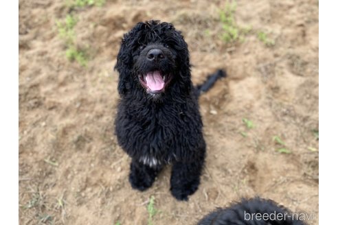 成約済の東京都のその他の犬種-298708の2枚目