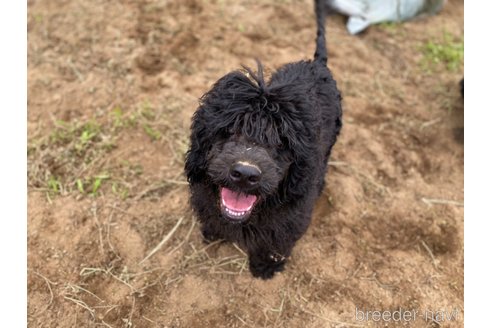 成約済の東京都のその他の犬種-298701の2枚目