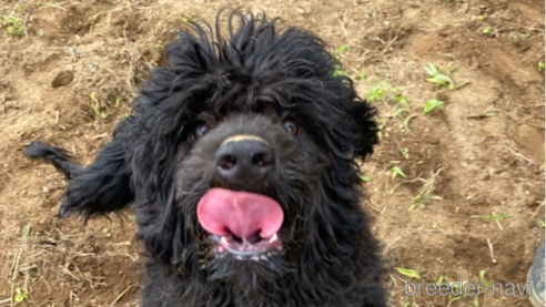 成約済の東京都のその他の犬種-298701の1枚目