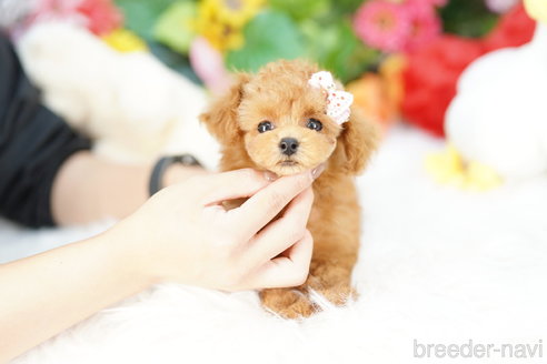 成約済の埼玉県のトイプードル-314386の4枚目