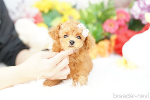 成約済の埼玉県のトイプードル-314386の3枚目