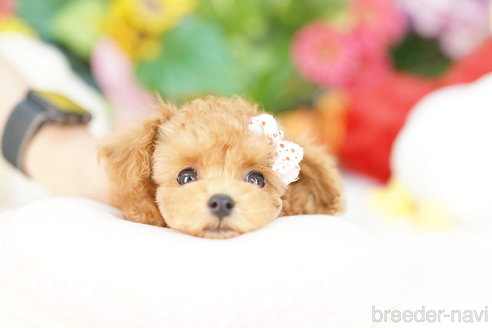 成約済の埼玉県のトイプードル-314386の2枚目