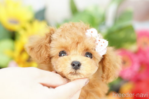 成約済の埼玉県のトイプードル-314386の1枚目