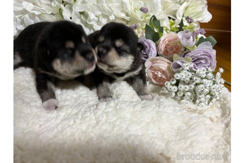 成約済の千葉県の柴犬-315110の6枚目