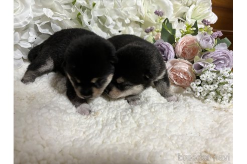 成約済の千葉県の柴犬-315110の4枚目