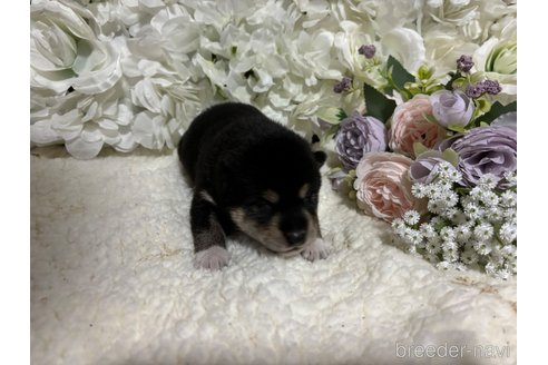 成約済の千葉県の柴犬-315110の5枚目