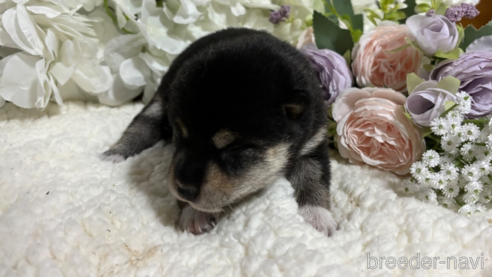 成約済の千葉県の柴犬-315110の1枚目