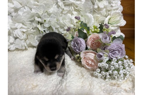 成約済の千葉県の柴犬-315109の5枚目