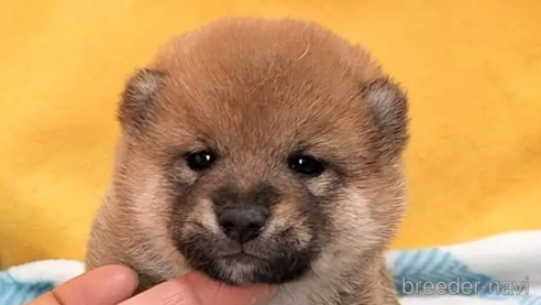 成約済のの柴犬-312637