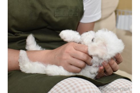 成約済の愛知県のビションフリーゼ-310626の2枚目