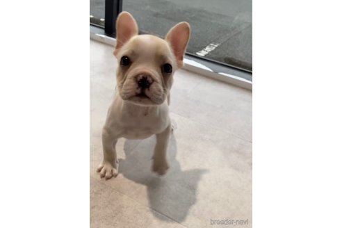 成約済の福岡県のフレンチブルドッグ-314415の6枚目