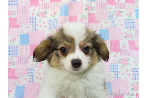 成約済の千葉県のパピヨン-306473の2枚目