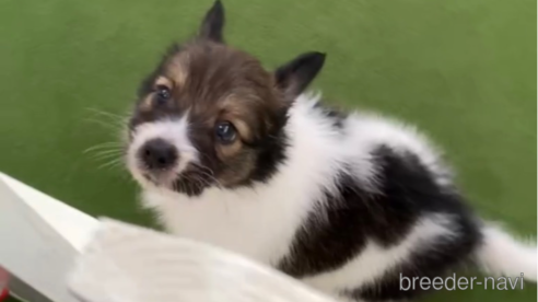 成約済の福岡県のミックス犬-314416の7枚目