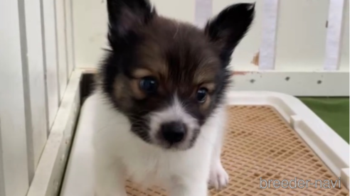 成約済の福岡県のミックス犬-314416の6枚目