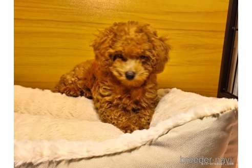 成約済の千葉県のタイニープードル-309575の5枚目