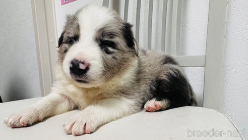 成約済の愛知県のボーダーコリー-313531の7枚目