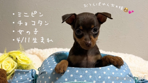 成約済の愛知県のミニチュアピンシャー(ミニピン)-314445の4枚目