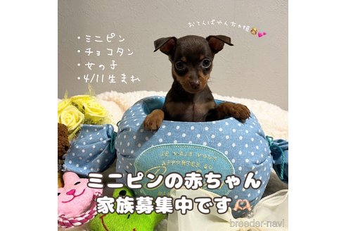 成約済の愛知県のミニチュアピンシャー(ミニピン)-314445の3枚目